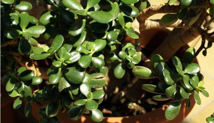Crassula ovata