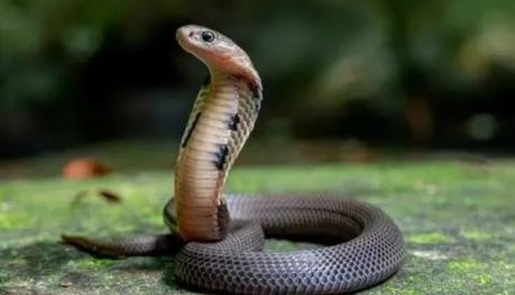 cobra