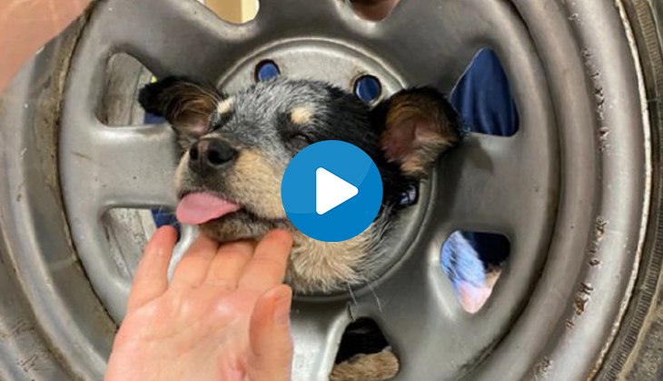 Oh No! Puppy’s head gets stuck in tyre; watch his rescue video