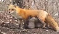 Australia Bushfire: Fox feeds milk to baby Koalas who lost their mother, Twitter calls It 'Greatness Of Motherhood'