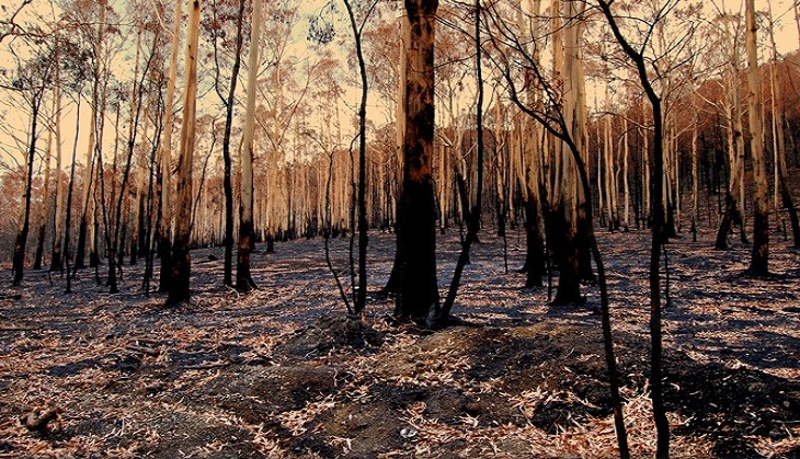 Australia Bushfire: This stark image shows aftermath of wildfires