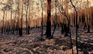 Australia Bushfire: This stark image shows aftermath of wildfires