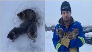 Man finds unique trick to rescue three kittens frozen to ground; see video