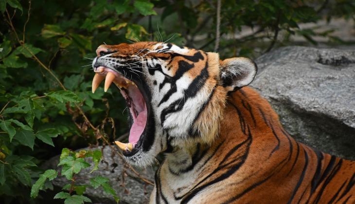 tiger