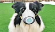 Coronavirus: Dog face mask sales skyrocket in China 