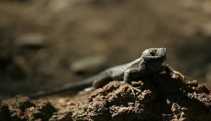 Bizarre challenge for netizens! Can you find lizard hiding in this viral photo? Spot now