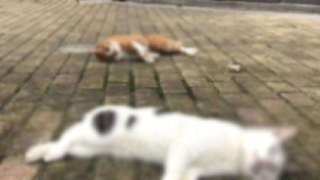Coronavirus: Cats, dogs thrown from apartments over rumours suggesting the deadly virus can be passed on by animals