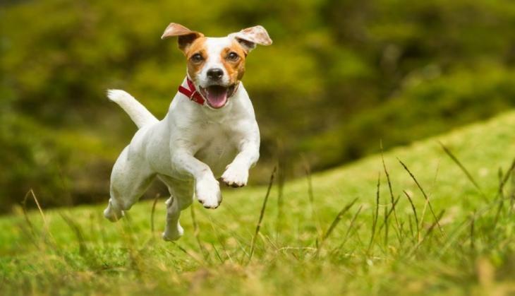 dog