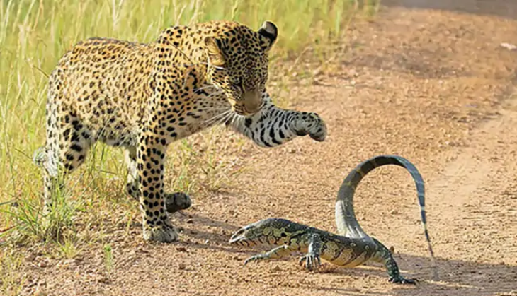 leopard and lizard