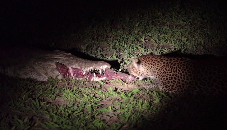 OMG! Leopard dares to snatch raw meat from mouth of crocodile; video will give you goosebumps