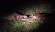 OMG! Leopard dares to snatch raw meat from mouth of crocodile; video will give you goosebumps