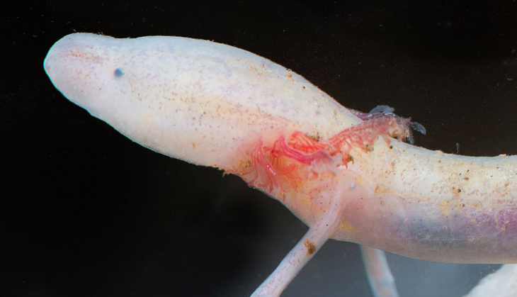 Believe it or not! This lizard-like creature didn’t move from its position for 2,569 days [PIC]