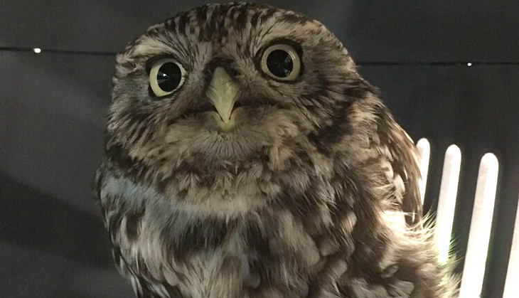 Bizarre! Owl keeps on a strict diet due to ‘fatty deposits’ [PIC]