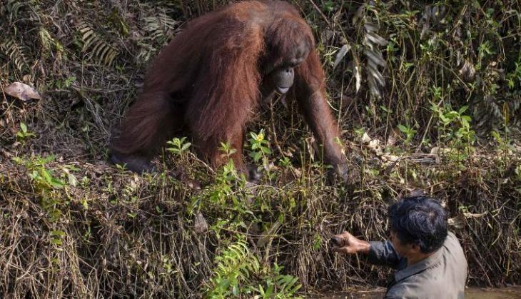 borneo orangutan man