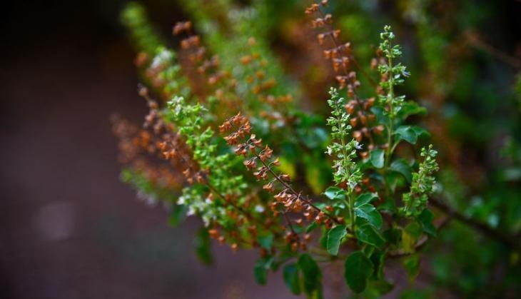 Tulsi