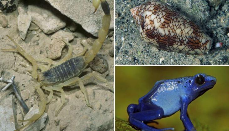 Poisonous Creatures