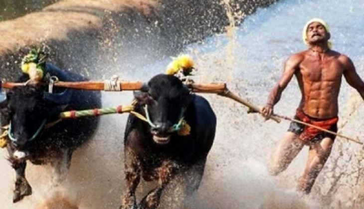 kambala