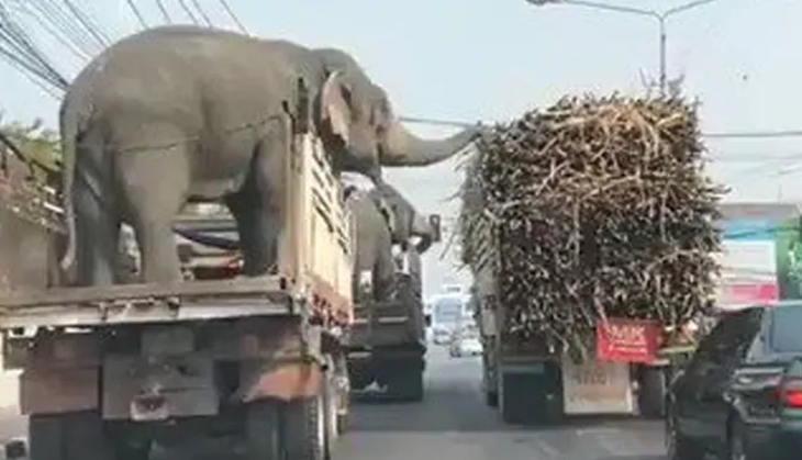 Elephant