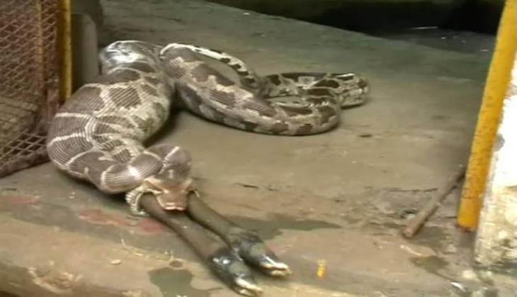 Python Swallow Calf