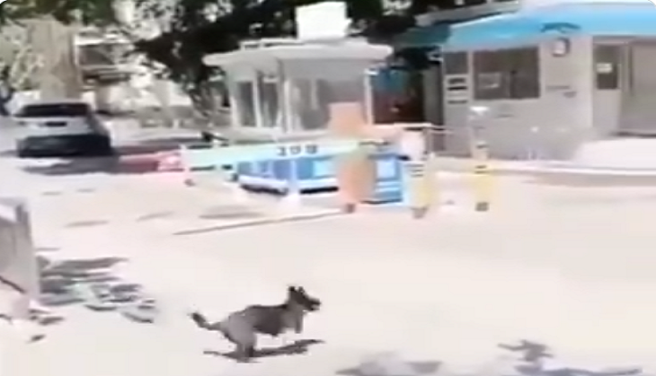 IFS officer shares motivational video of two-legged dog crossing road; clip will inspire you!