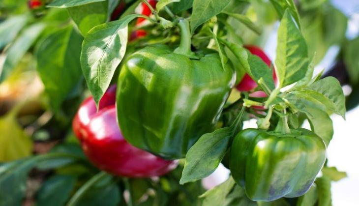 Capsicum
