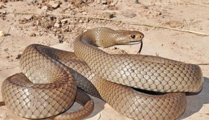 snake