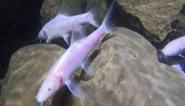 cave fish