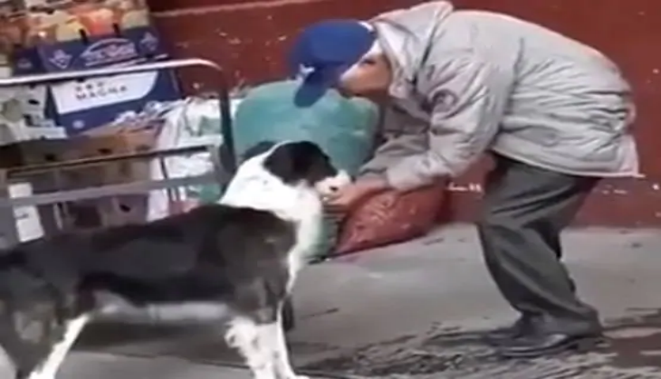 Dog Feeding