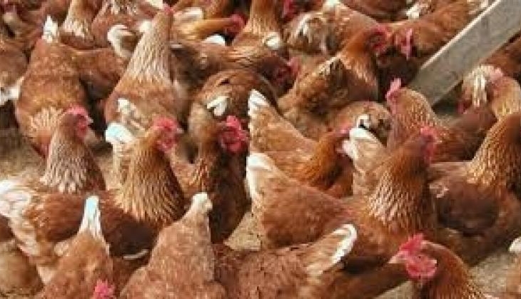 chiken