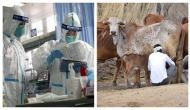 Coronavirus treatment: Cow urine, cow dung can be used to treat coronavirus, says BJP MLA Suman Haripriya