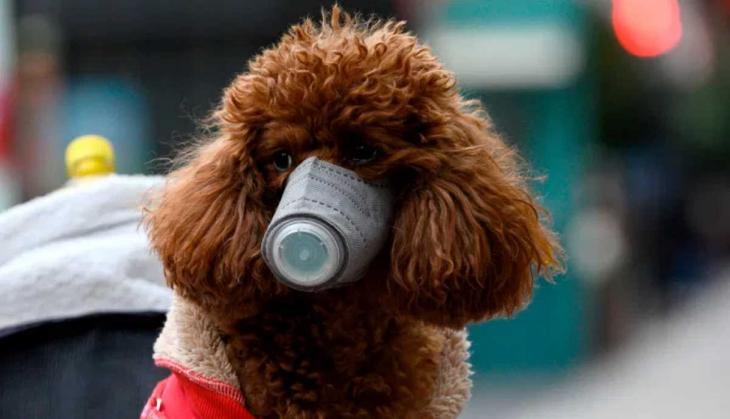 Coronavirus: Pet dog infected with COVID-19; Hong Kong authorities confirm first case of animal 