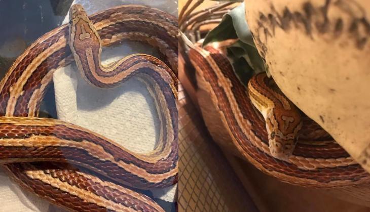 snake