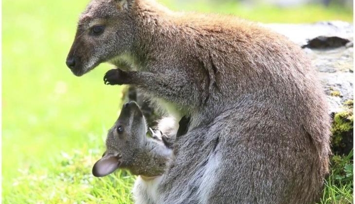 kangaroo