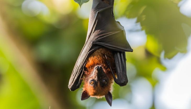 Woman left horrified after seeing bat hanging in crotch of her jeans [WATCH]