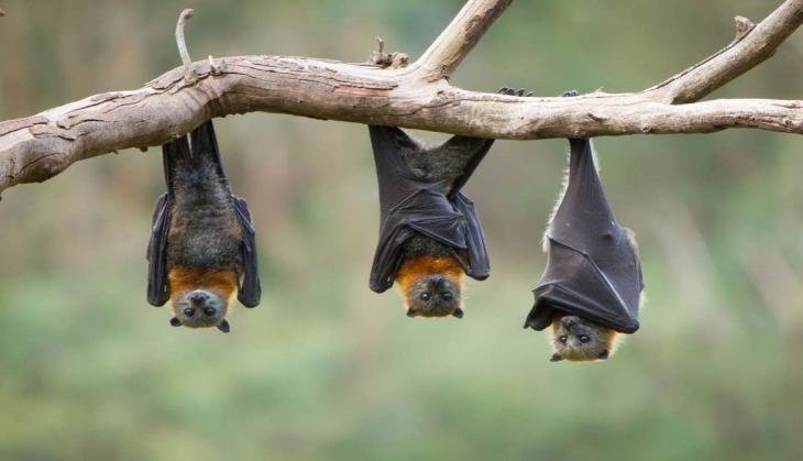 bat