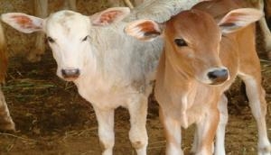 Hyderabad: Shame! Man caught raping 9-month-old calf in cattle shed