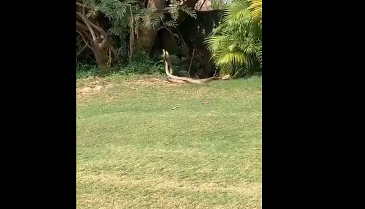 Watch two snakes dance in golf course; netizens call it ‘naagin dance’