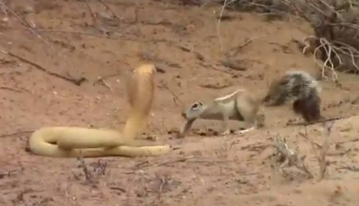 cobra fighting