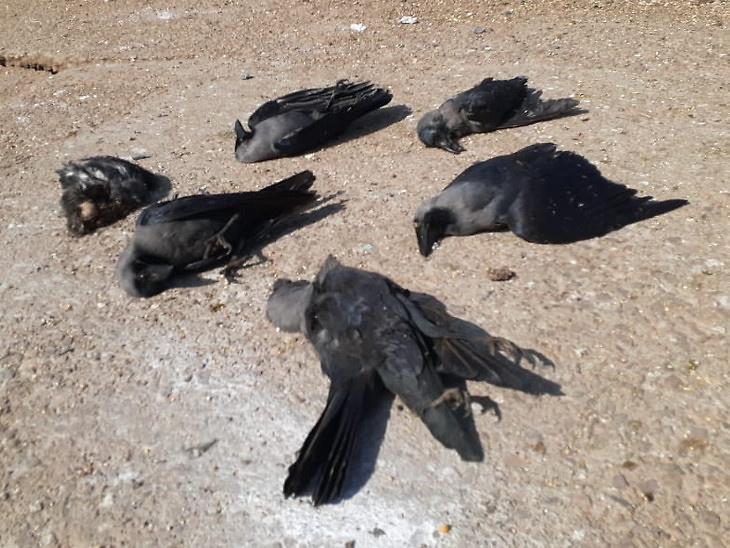 West Bengal: Death of 20 crows, 10 dogs sparks fears; local Vet dismisses coronavirus infection, samples collected