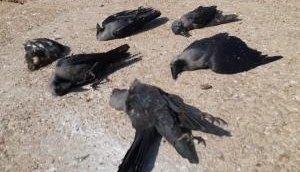 West Bengal: Death of 20 crows, 10 dogs sparks fears; local Vet dismisses coronavirus infection, samples collected