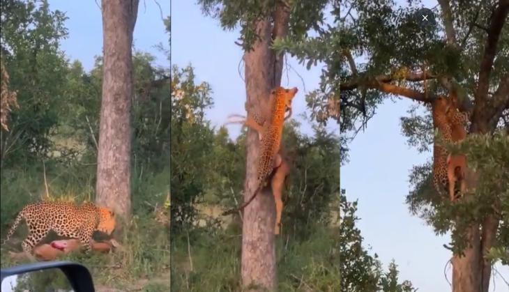 Leopard Video
