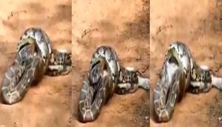 python