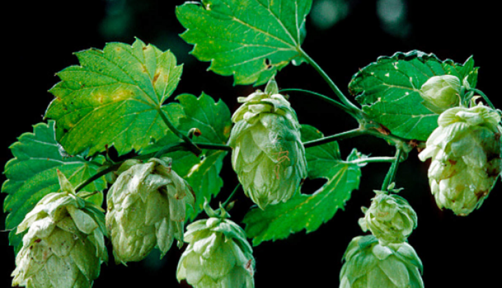 hop shoots