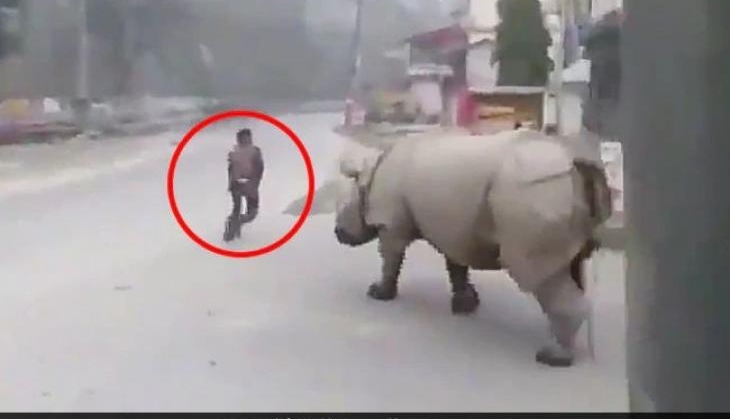 rino