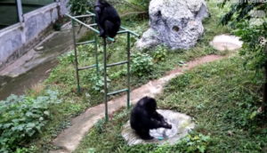 Chimpanzees share a human tendency to sync their footsteps: Study