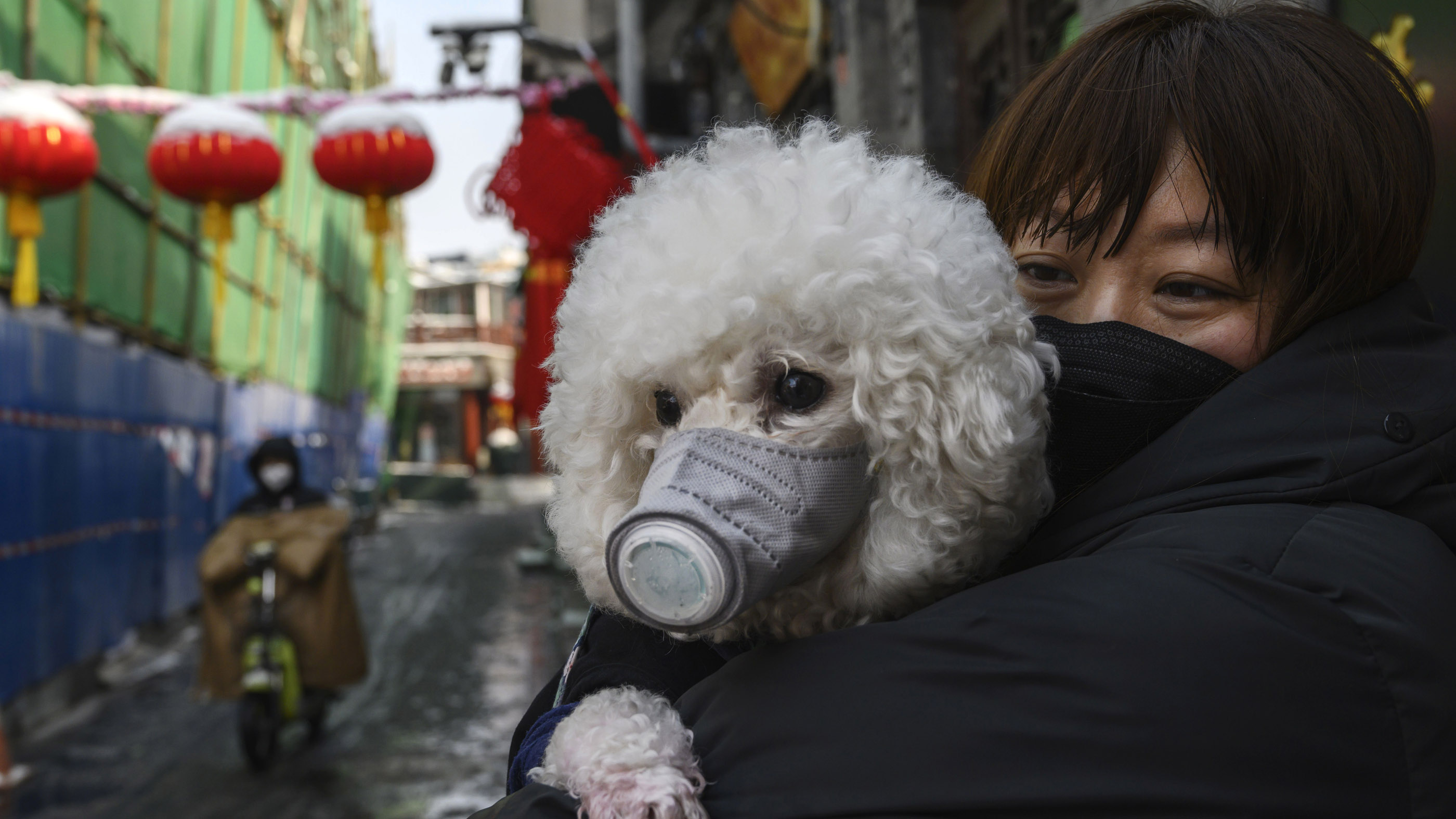 Coronavirus: Pets not spreading Covid-19 to humans, says AIIMS Director