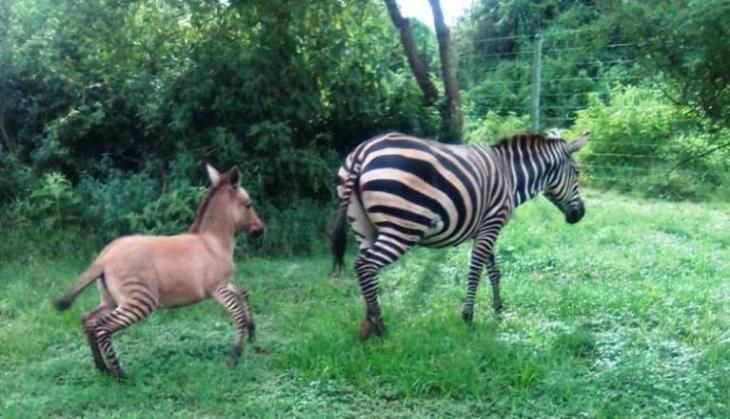 zonkey