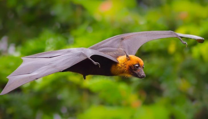 Bat
