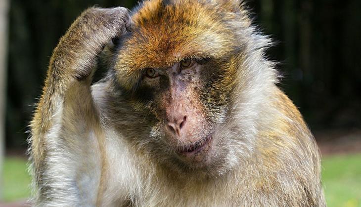 monkey