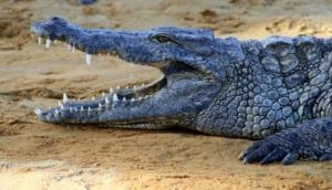 Man finds crocodile in his courtyard; know what happens next